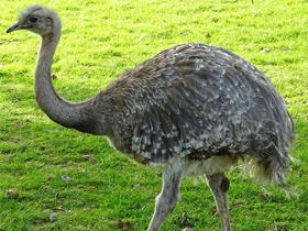 Фото Нанду Дарвина