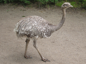 Фото Нанду Дарвина