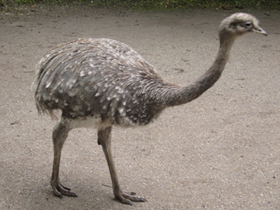 Фото Нанду Дарвина