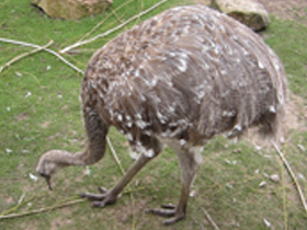 Фото Нанду Дарвина