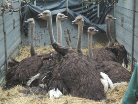 Смотреть фото Африканский страус Фото Африканский страус