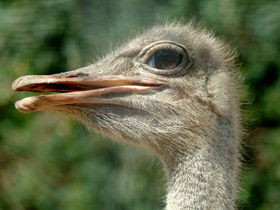 Африканский страус