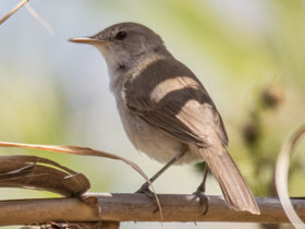 Смотреть фото Короткопёрая камышовка Фото Короткопёрая камышовка