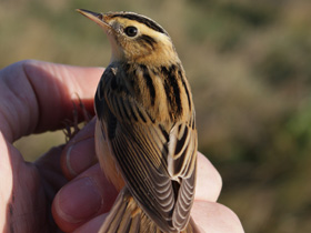 Фото Вертлявая камышовка