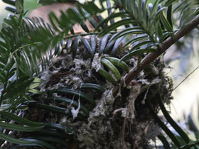 Фото Рыжеголовая длиннохвостая синица