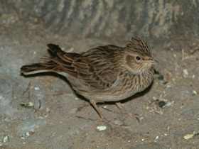 Смотреть фото Полевой жаворонок Фото Полевой жаворонок