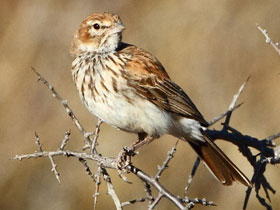 Фото Рыжий вьюрковый жаворонок