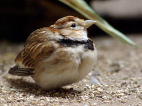 Фото Степной жаворонок