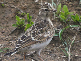 Фото Зябликовый жаворонок