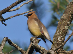 Фото Американский свиристель
