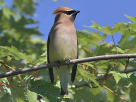 Американский свиристель