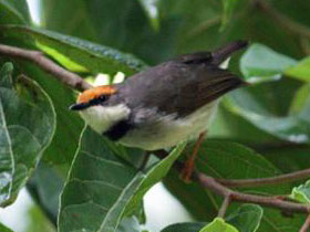 Фото Буролобая желтобрюшка