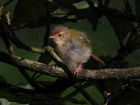 Смотреть фото Краснолобая портниха Фото Краснолобая портниха