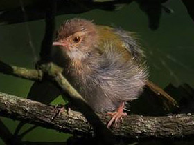 Смотреть фото Краснолобая портниха Фото Краснолобая портниха