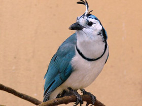 Сорочья сойка