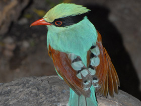 Фото Зеленая цисса