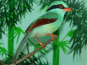 Зеленая цисса