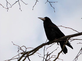 Фото У себя на даче