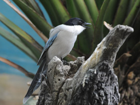 Фото Голубая сорока