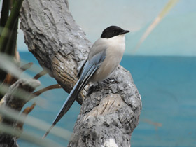 Фото Голубая сорока