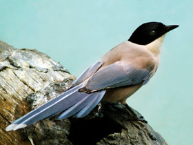 Фото Голубая сорока