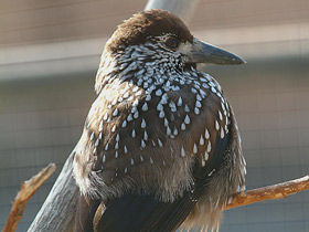 Фото Кедровка