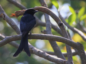 Смотреть фото Черный дронго Фото Черный дронго