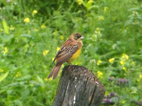 Смотреть фото Черноголовая овсянка Фото Черноголовая овсянка