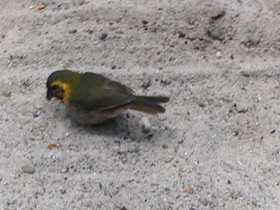 Смотреть фото Кубинский тиарис Фото Кубинский тиарис