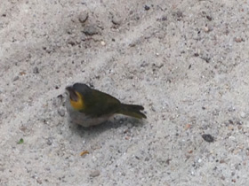 Смотреть фото Кубинский тиарис Фото Кубинский тиарис