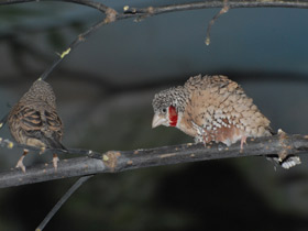 Фото Красногорлая амадина