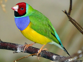 Амадина Гульда