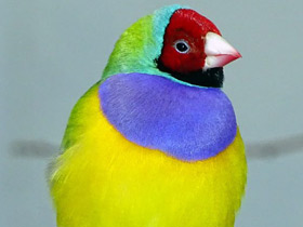 Амадина Гульда