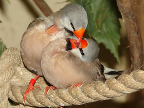 Фото Острохвостая травяная амадина