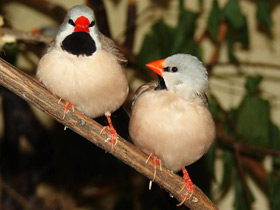 Фото Острохвостая травяная амадина