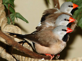 Острохвостая травяная амадина