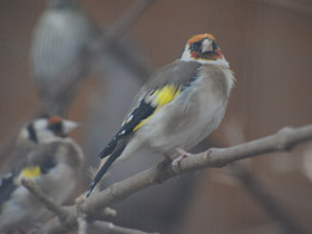 Фото В поисках шишек. Как птицы и белки делают запасы на зиму