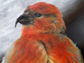 Клёст-еловик