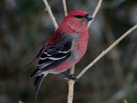 Клёст-сосновик