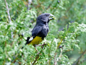 Смотреть фото Арчовый дубонос Фото Арчовый дубонос