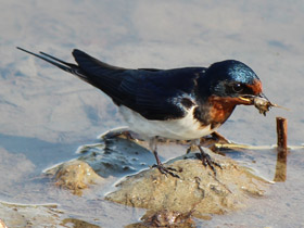 Смотреть фото Деревенская ласточка Фото Деревенская ласточка