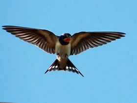 Смотреть фото Деревенская ласточка Фото Деревенская ласточка