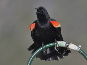 Смотреть фото Красноплечий чёрный трупиал Фото Красноплечий чёрный трупиал