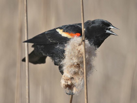 Смотреть фото Красноплечий чёрный трупиал Фото Красноплечий чёрный трупиал
