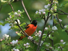 Фото Балтиморская иволга