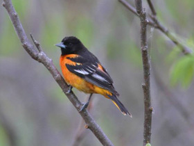 Фото Балтиморская иволга