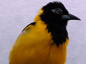 Смотреть фото Венесуэльский трупиал Фото Венесуэльский трупиал