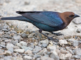 Смотреть фото Буроголовый коровий трупиал Фото Буроголовый коровий трупиал