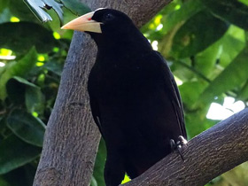 Смотреть фото Хохлатая оропендола Фото Хохлатая оропендола