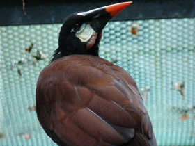 Смотреть фото Оропендола-Монтецума Фото Оропендола-Монтецума